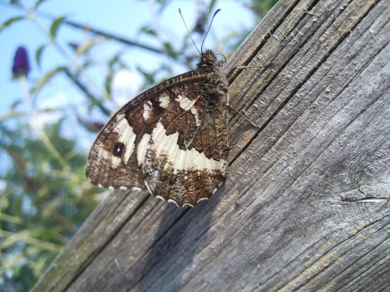 Farfalle (alcune da ID)